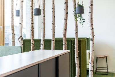 Dekorativer Raumteiler aus Birkenstämmen